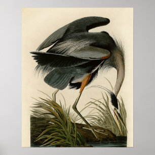 Audubon Great Blue Heron Birds Poster