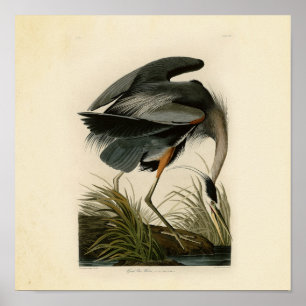 Audubon Great Blue Heron Birds Poster