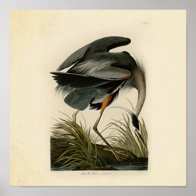 Audubon Great Blue Heron Birds Poster (Front)