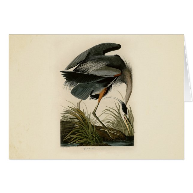 Audubon Great Blue Heron Marsh Bird (Front Horizontal)