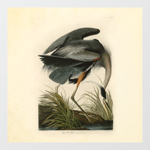 Audubon Great Blue Heron Marsh Bird