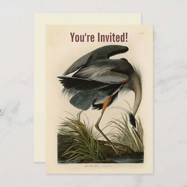 Audubon Great Blue Heron Marsh Bird Invitation (Front/Back)