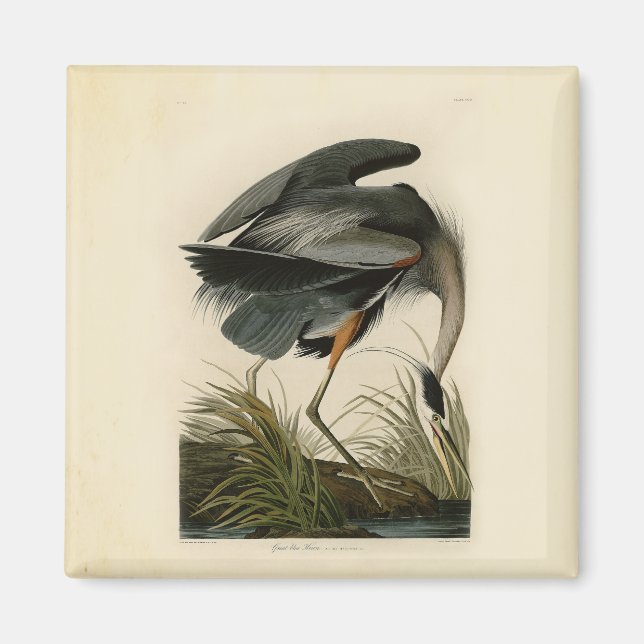 Audubon Great Blue Heron Marsh Bird Magnet (Front)