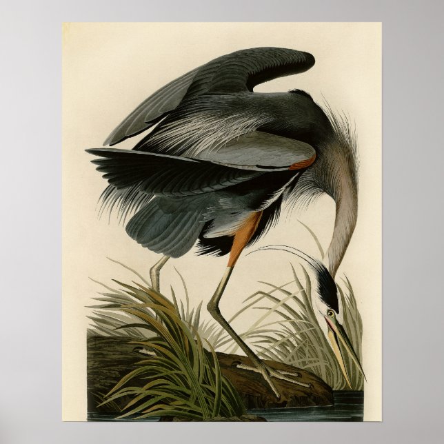 Audubon Great Blue Heron Marsh Bird Poster (Front)
