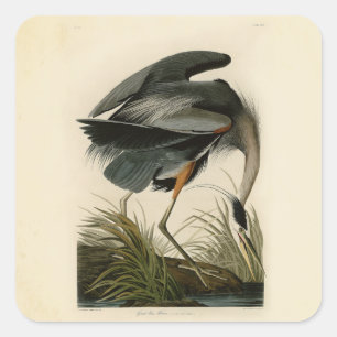 Audubon Great Blue Heron Marsh Bird Square Sticker