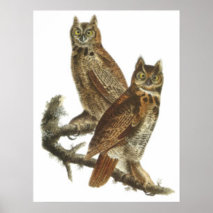 Audubon Great Horned Owls Poster or Print