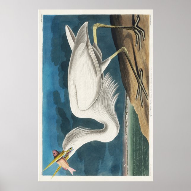 Audubon Great White Heron Poster (Front)