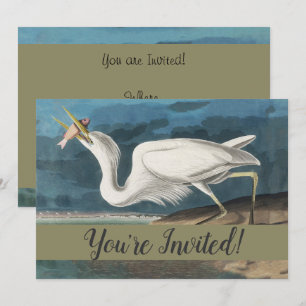 Audubon Great White Heron: Vintage Coastal Bird Invitation