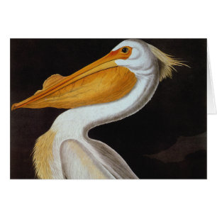 Audubon: Great White Pelican