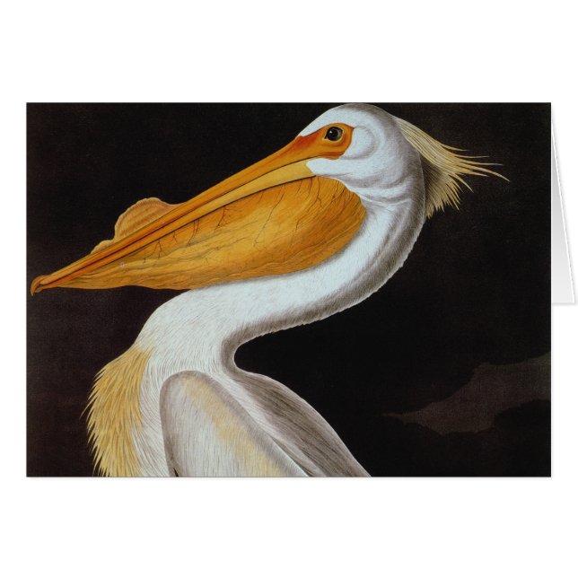 Audubon: Great White Pelican (Front Horizontal)