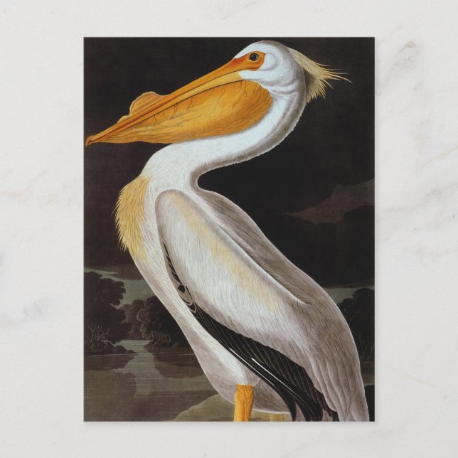 Audubon: Great White Pelican Postcard (Front)