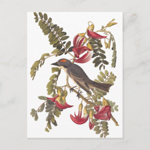 Audubon Grey Kingbird on Hummingbird Tree Postcard