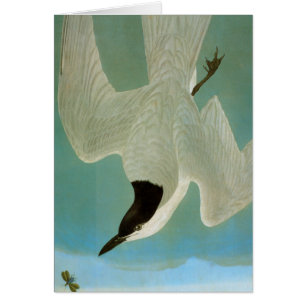 Audubon: Gull-Billed Tern