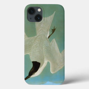 Audubon: Gull-Billed Tern iPhone 13 Case
