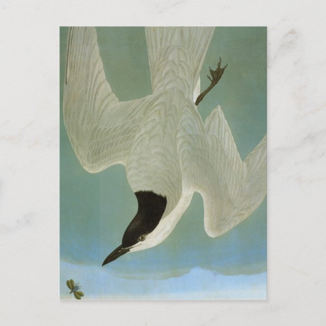Audubon: Gull-Billed Tern Postcard (Front)