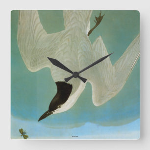 Audubon: Gull-Billed Tern Square Wall Clock
