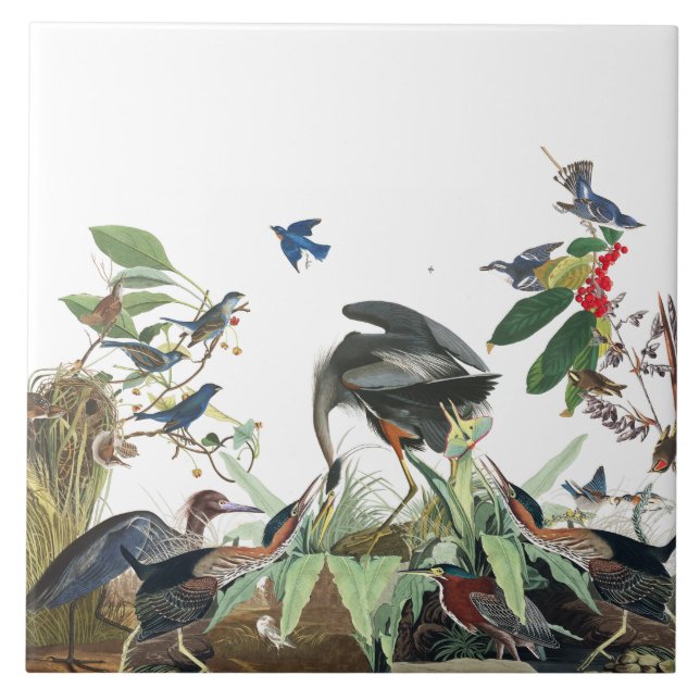 Audubon Heron Birds Wildlife Collage Tile (Front)