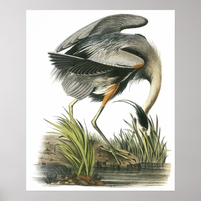 Audubon Heron Poster (Front)
