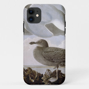 Audubon: Herring Gull iPhone 11 Case