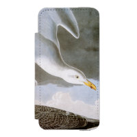 Audubon: Herring Gull