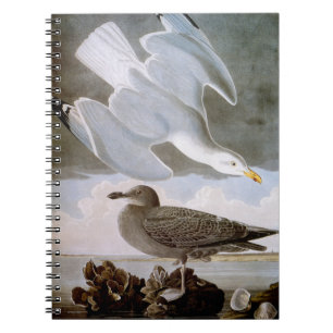 Audubon: Herring Gull Notebook