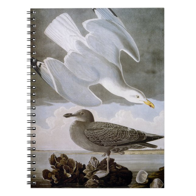 Audubon: Herring Gull Notebook (Front)