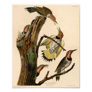 Audubon Illustration Golden Winged Woodpecker Photo Print