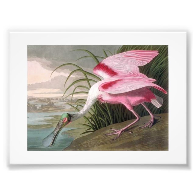 Audubon Illustration Spoonbill Photo Print (Front)
