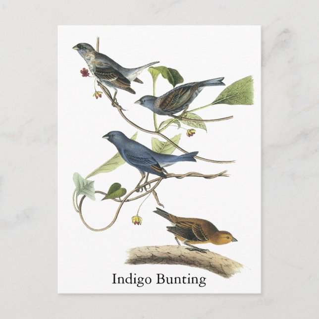 Audubon Indigo Bunting Print Postcard (Front)