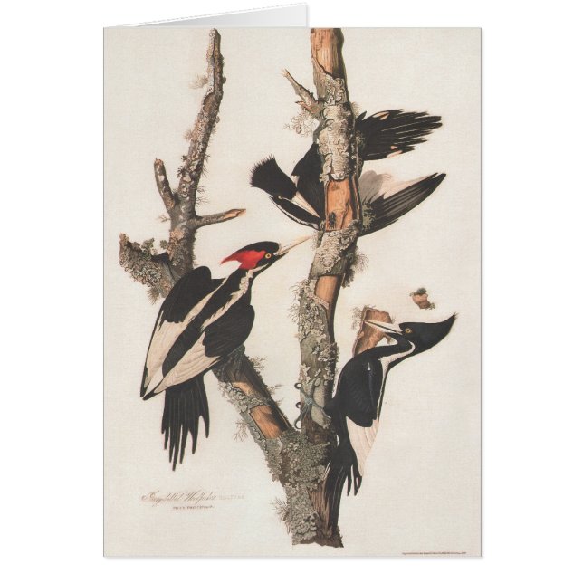 Audubon Ivory-Billed Woodpecker (Front)