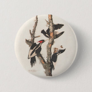 Audubon Ivory-Billed Woodpecker 6 Cm Round Badge