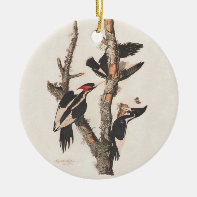 Audubon Ivory-Billed Woodpecker Ceramic Ornament (Front)