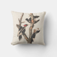 Audubon Ivory-Billed Woodpecker