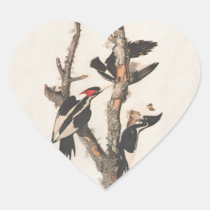 Audubon Ivory-Billed Woodpecker Heart Sticker
