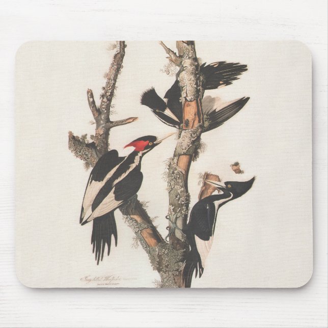 Audubon Ivory-Billed Woodpecker Mouse Pad (Front)