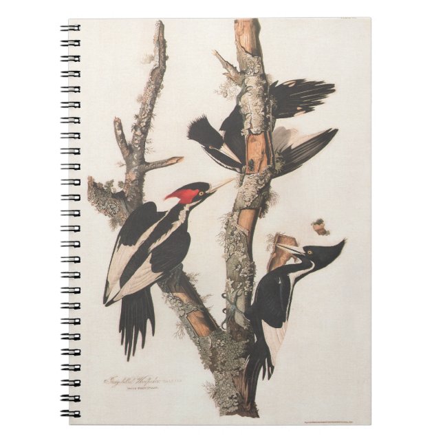 Audubon Ivory-Billed Woodpecker Notebook (Front)
