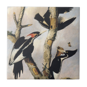 Audubon Ivory-Billed Woodpecker Painting Ceramic Tile