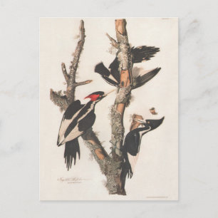 Audubon Ivory-Billed Woodpecker Postcard