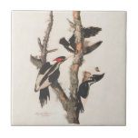 Audubon Ivory-Billed Woodpecker Tile<br><div class="desc">Audubon Ivory-Billed Woodpeckers - Vintage Bird Print - John James Audubon created amazing lithographs of American birds in the early 1800s, and this Ivory-billed woodpecker is among the best Audubon lithographs made by Audubon. The Ivory-billed woodpecker print was originally printed between 1827-1838. The ivory-billed woodpeckers are thought to be extinct....</div>