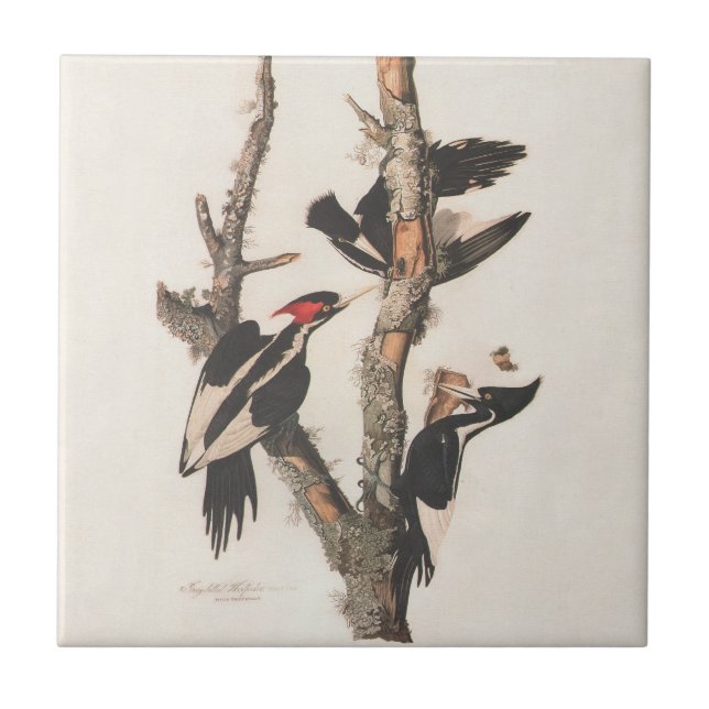 Audubon Ivory-Billed Woodpecker Tile (Front)
