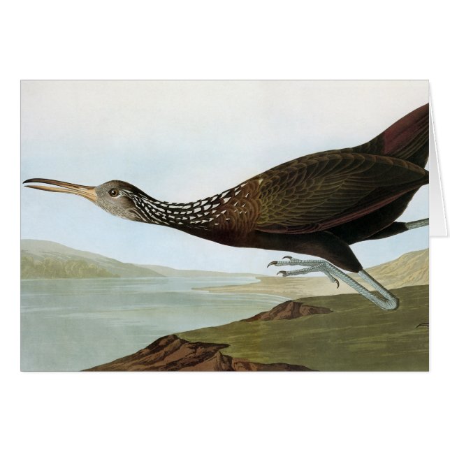 Audubon: Limpkin (Front Horizontal)