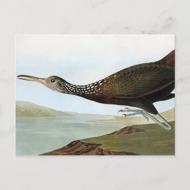 Audubon: Limpkin Postcard (Front)