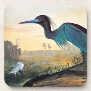 Audubon: Little Blue Heron Coaster