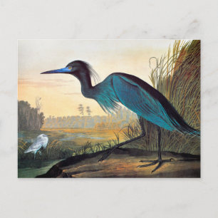 Audubon: Little Blue Heron Postcard