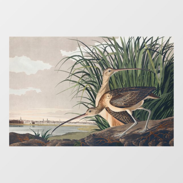 Audubon Long-Billed Curlew Bird (Sheet)