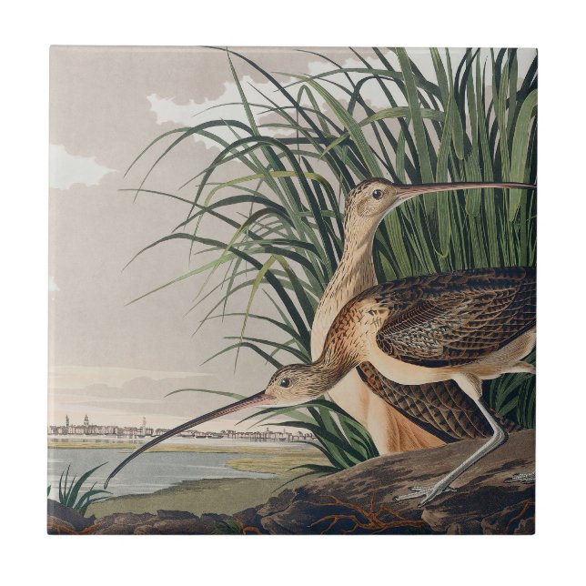 Audubon Long-Billed Curlew Bird Ceramic Tile (Front)