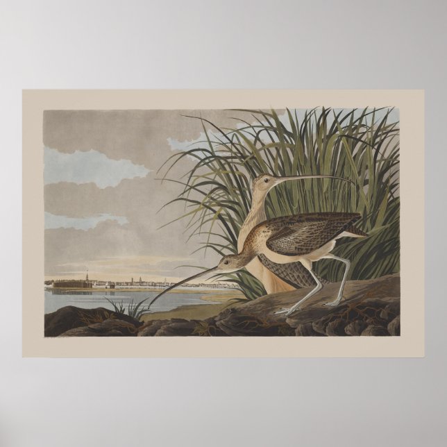 Audubon Long-Billed Curlew Bird Poster (Front)