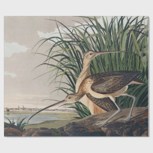 Audubon Long-Billed Curlew Bird Wrapping Paper