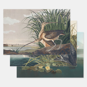 Audubon Long-Billed Curlew Bird Wrapping Paper Sheet