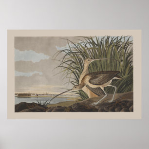 Audubon Long-Billed Curlew Sandpiper Bird Poster